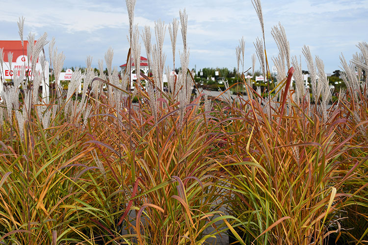 Grasses