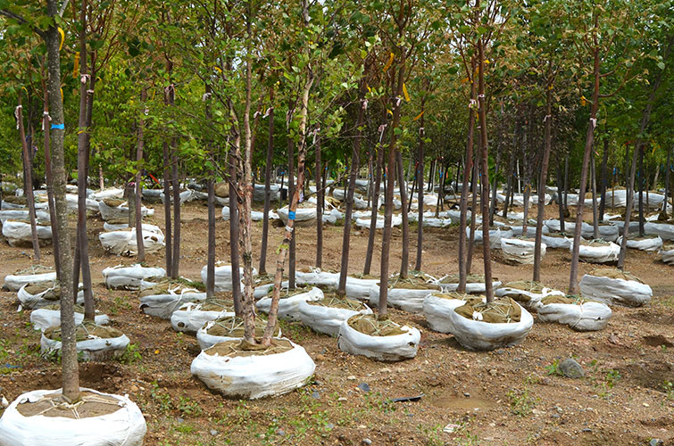 Trees