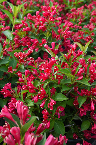 Shrubs