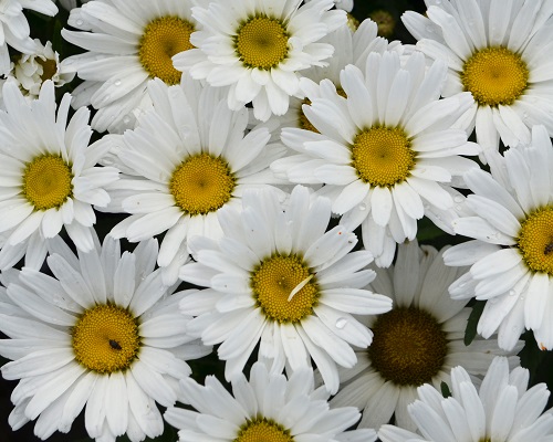 PERENNIALS
